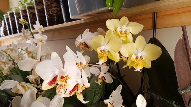 орхо-РОСКОШЬ февраля: #Legato, Дикий Кот, "Дед Мороз" и другие орхидеи смотреть онлайн