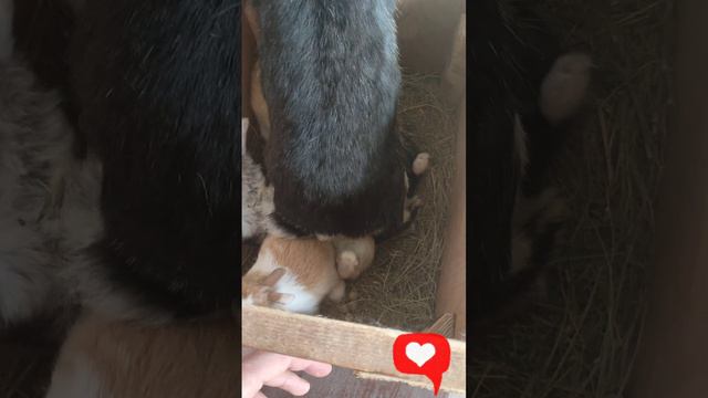 Переворачиваем кролика на спину 😱 смотреть онлайн