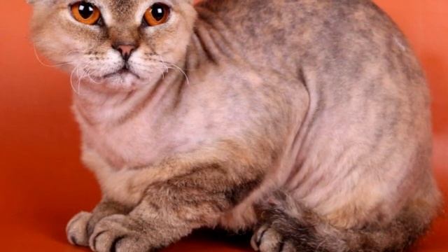 Семья решила скрестить канадского сфинкса и британскую кошку, они ОПЕШИЛИ когда увидели котят смотреть онлайн