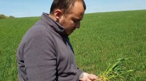 Широкорядный или узкорядный посев пшеницы монодиском? Результаты опытов