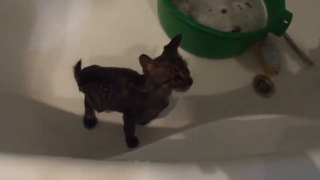 Купаем кота в ванне. Только что нашли. (=^･ｪ･^=) смотреть онлайн