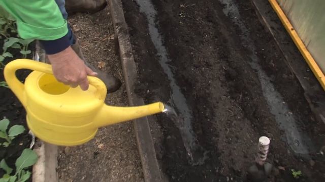 Голова садовая - ВАЖНО! Посев моркови