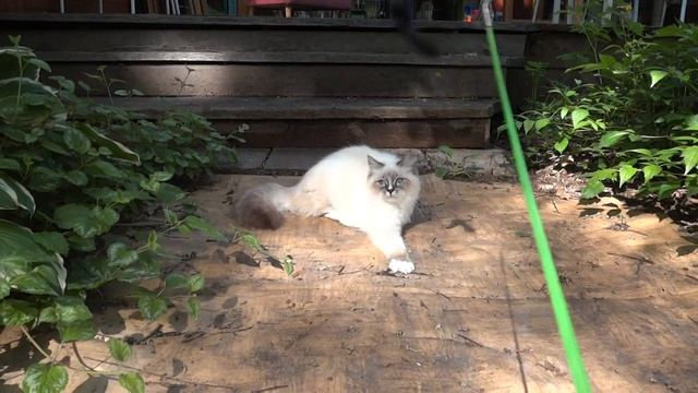 Невский маскарадный котенок Ulrich HAKUNA MATATA 2 смотреть онлайн