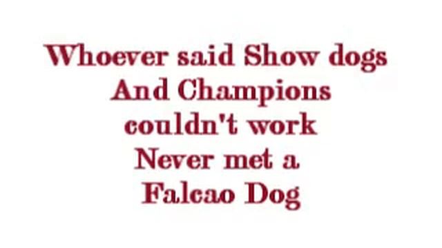 Falcao Podengo Portuguese Obedience Training