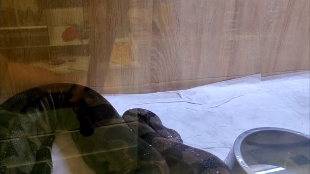 Дом для змей.? смотреть онлайн