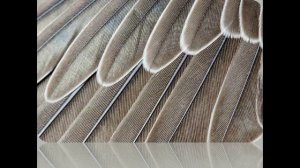 Лекция про чёрного стрижа