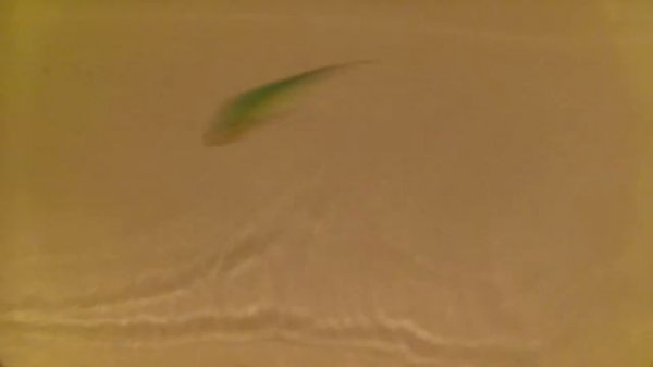 Mascot xs 80F от KOSADAKA