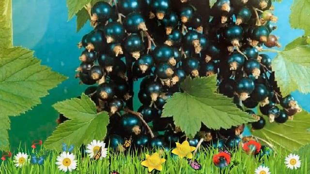 Смородина черная Экзотика ? Обзор: посадка и уход. крупномеры смородины: описание и особенности смотреть онлайн