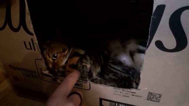Моя Бенгальская кошка окотилась!!!Бенгальские котята