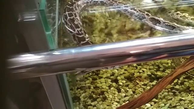 Террариум с тигровыми питонами смотреть онлайн