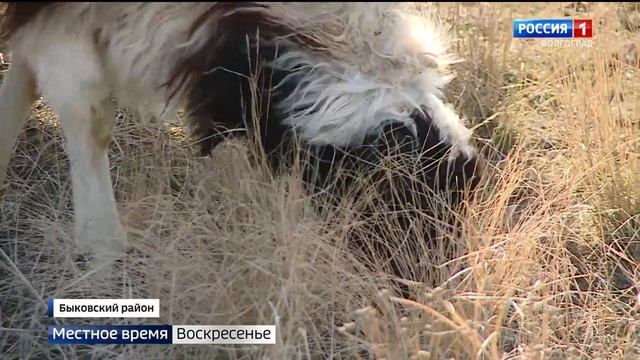Волгоградские овцеводы улучшают качество эдильбаевской породы смотреть онлайн