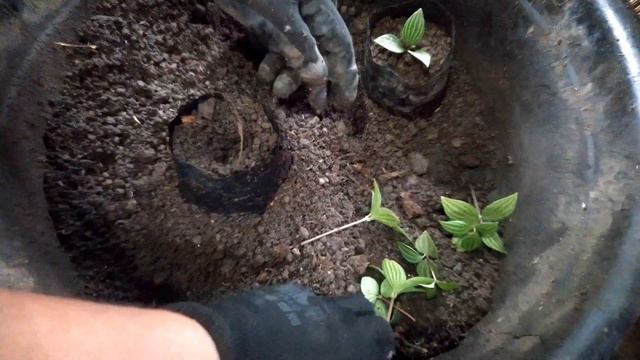 Parallel Peperomia | Puteolata Peperomia Propagation смотреть онлайн