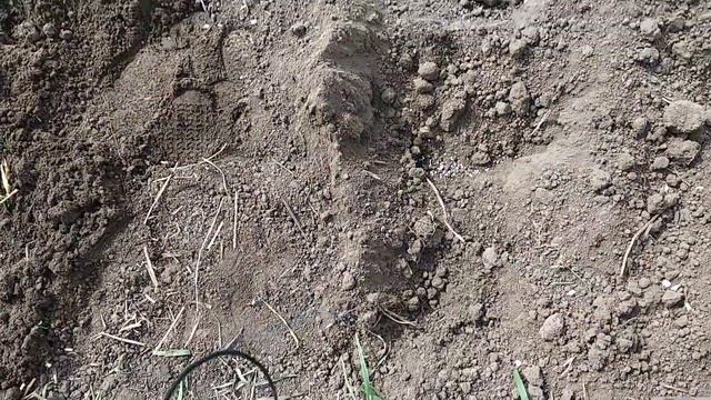 ЭКСПЕРИМЕНТ.5 СПОСОБОВ ПОСАДКИ КАРТОШКИ. смотреть онлайн