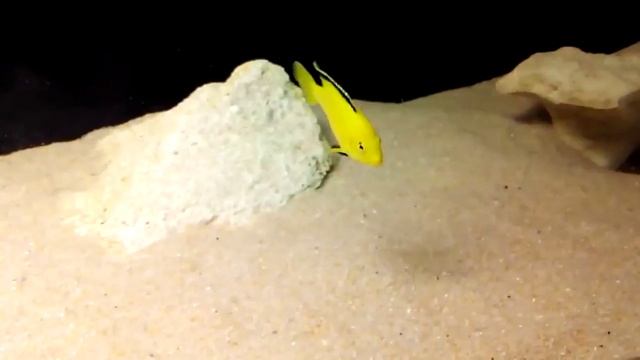 Еллоу (Labidochromis caeruleus yellow) смотреть онлайн