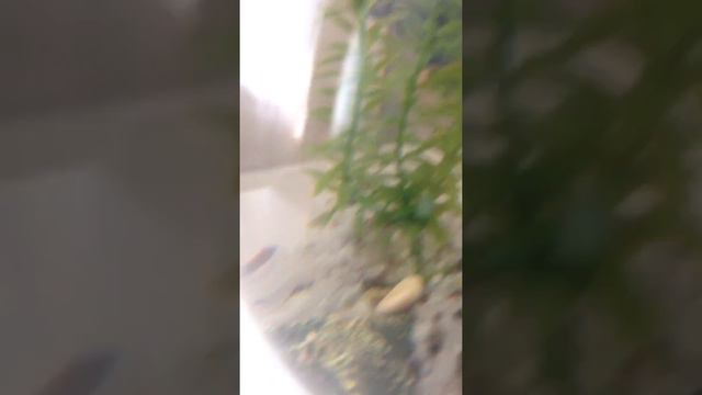 Что нужно для появления рыбки смотреть онлайн