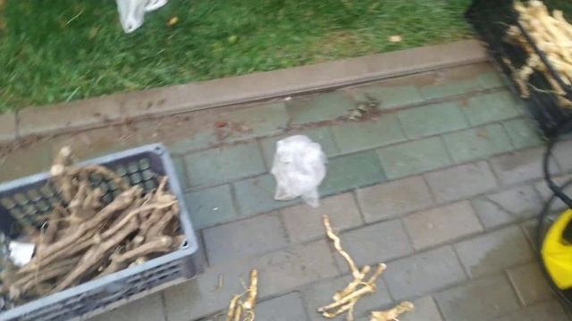 быстро отмыть и почистить корень хрена смотреть онлайн