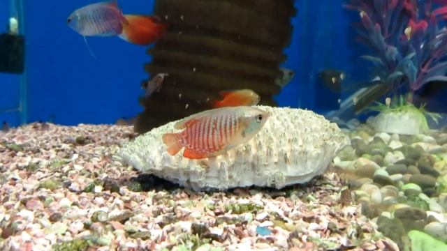 Аквариумная рыбка Лялиус - Содержания и уход!