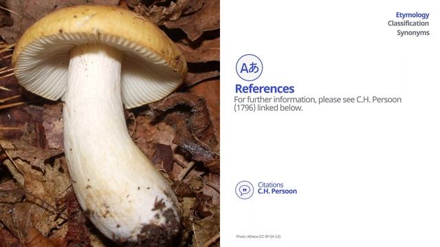 Ochre brittlegill (Russula ochroleuca) | Scientific Mushroom Profile | Shroomers смотреть онлайн