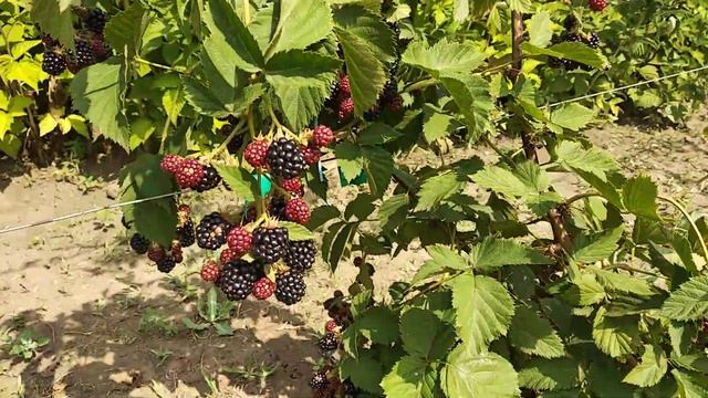 Ежевика Тонфри