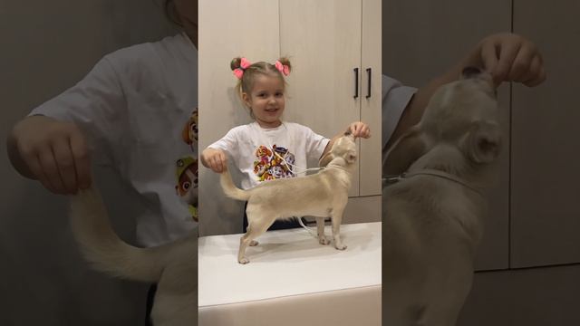 Юный хендлер Анастасия, 4 года. Собака чихуахуа Есмина. Республика Беларусь, Минск 🇧🇾 смотреть онлайн