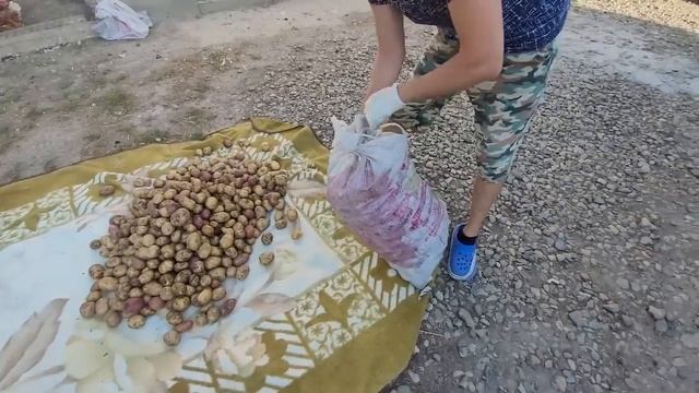 Поход к Юристу Сушим картошку смотреть онлайн