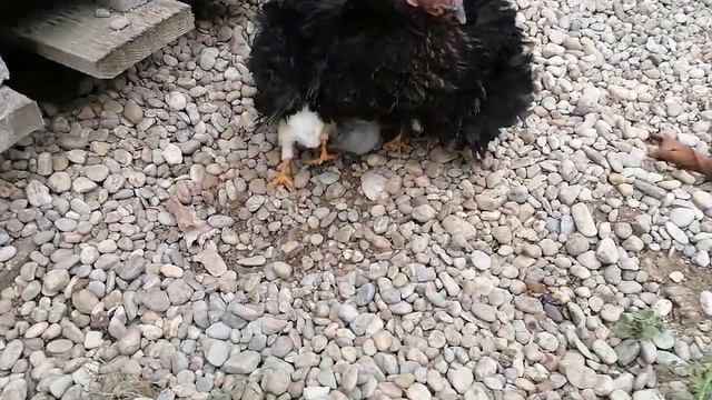 Как быстро растут цыплята смотреть онлайн