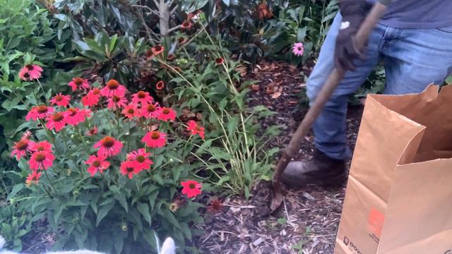 Aster Yellow | AJ's GREEN THUMB, LLC смотреть онлайн