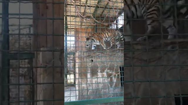 Бердянский зоопарк «Сафари» Ух, какой красавчик 🐅 Тигр смотреть онлайн