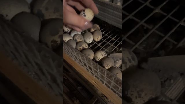 Крупные яйца перепелок. Как добиться? смотреть онлайн
