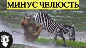 ЖИВОТНЫЕ КОТОРЫЕ ДАЛИ ОТПОР ХИЩНИКУ [Белый кот]