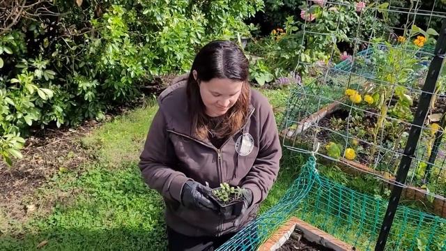 Planting a winter garden смотреть онлайн