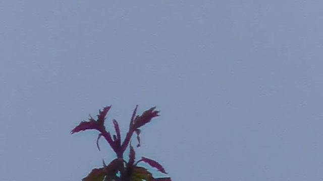 Short Digital zoom test JVC GZ-RX615 смотреть онлайн