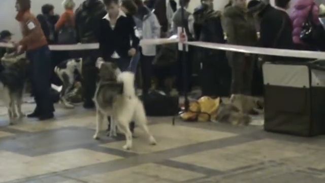 Аляскинский маламут (Том) впервые на выставке смотреть онлайн