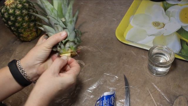Как вырастить дома ананас из коронки магазинного ананаса?Выбор плода.Выкручивание и дальнейшие шаги смотреть онлайн