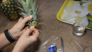 Как вырастить дома ананас из коронки магазинного ананаса?Выбор плода.Выкручивание и дальнейшие шаги