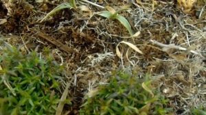 Флокс шиловидный -- посадка, уход.