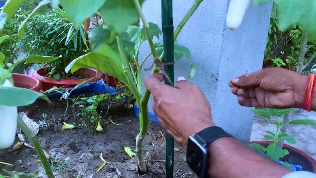 अब अंडे लगेंगे पेड़ पे || जानिए अंडे का फंडा || смотреть онлайн