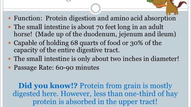 Equine GI System Webinar смотреть онлайн