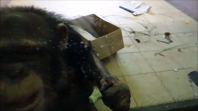 Красноярский парк "Роев ручей". Гиббон белорукий, шимпанзе, мангобей чёрный хохлатый, бурый капуцин смотреть онлайн