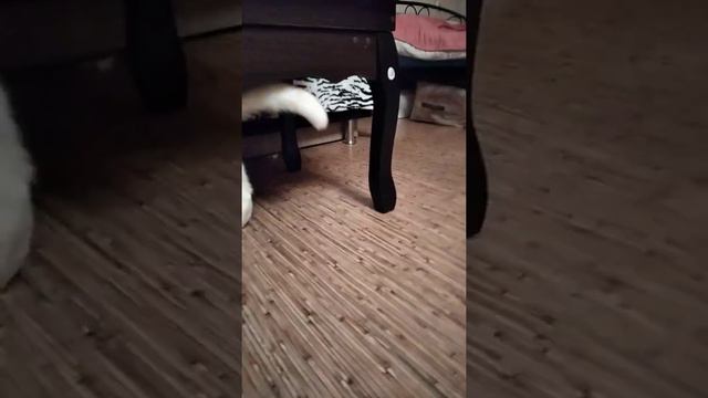 Хочу вернуть 2016 год :) пссс если ты не понял коты в 2016 году были очень популярны смотреть онлайн