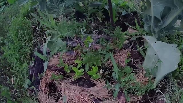 Первая спелая ягода низкорослой голубики сорт Северная Страна. Выращивание голубики в Челябинске смотреть онлайн