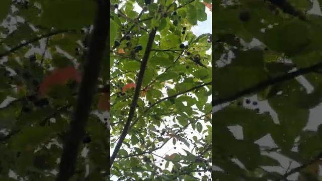 #Краснофлотское#Мамоново#Калининградская область# смотреть онлайн