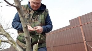 Расщеп. Прививка груши в марте. Быстро и без слов