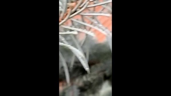 Прятки на участке