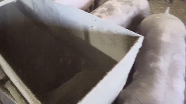 Продажа Поросят, с чего начинать бизнес на свиньях смотреть онлайн