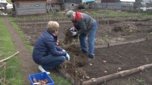 Как посадить картофель под солому