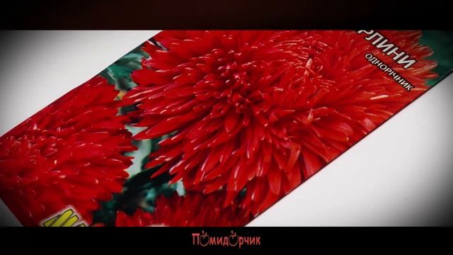 Семена Астра Красные жемчужины - Помидорчик смотреть онлайн