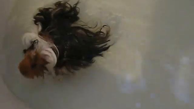 Купание морской свинки в ванне 3 \ Swimming guinea pig 3 смотреть онлайн
