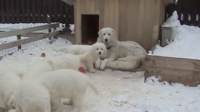 Щенки мареммы завтракают:)) ( продажа щенков +380961803579) смотреть онлайн