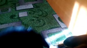 Собаки бесятся что делать блин как их успокоить